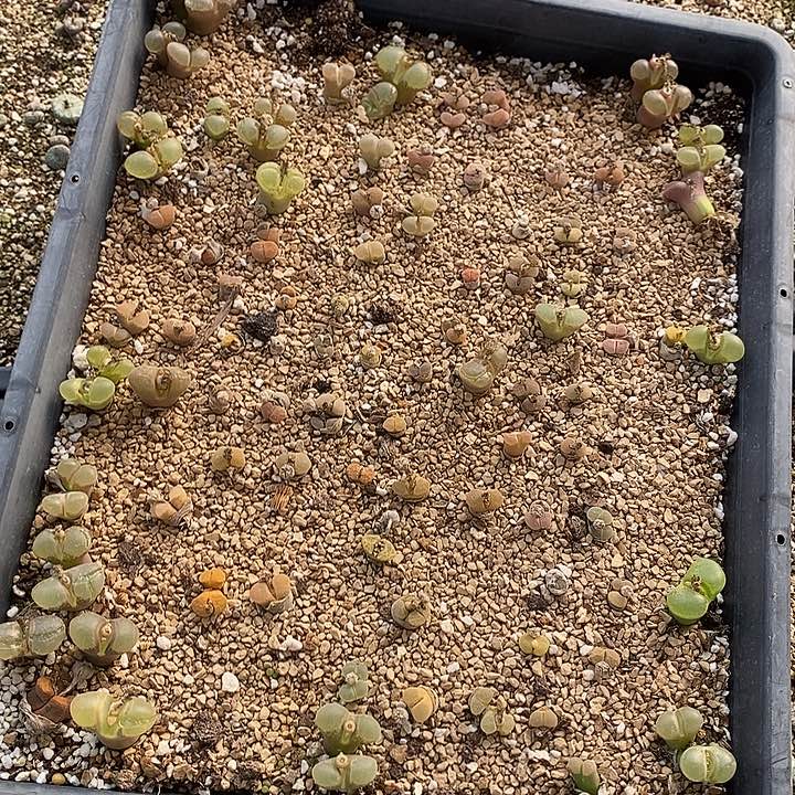 10541一筐风铃母本      有伤