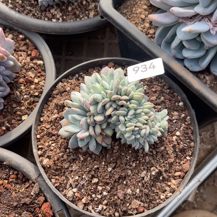 L***u934 满20包邮脱土发货