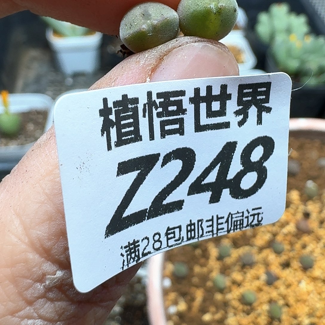 多肉植物的润泽rgh