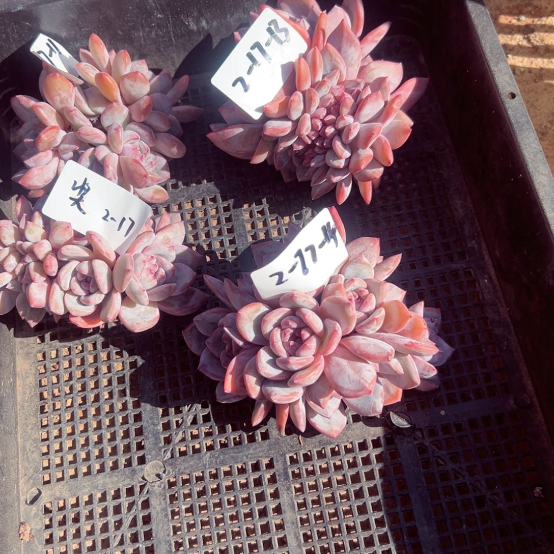 2-17-14静好多肉园艺