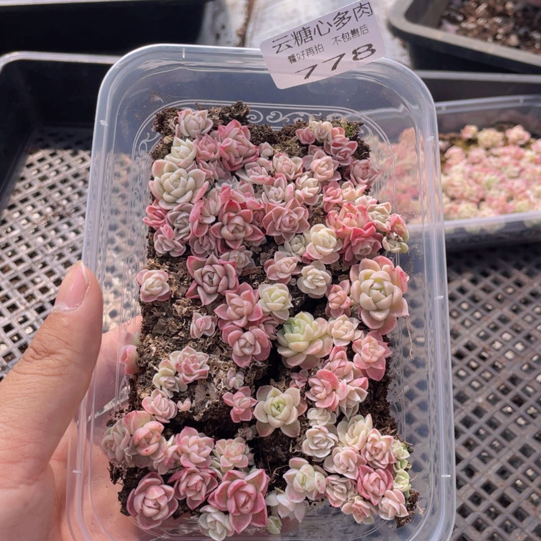 云糖心多肉植物778