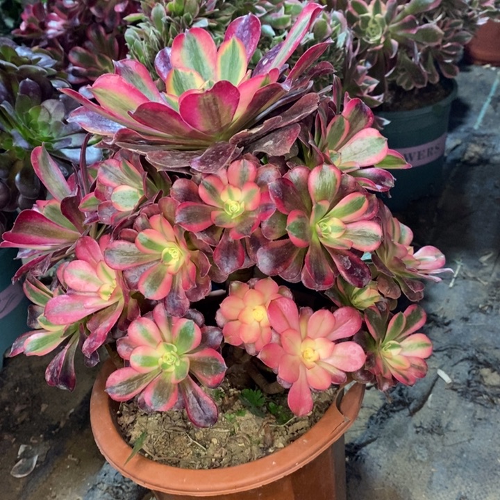 美杜莎多肉植物10。