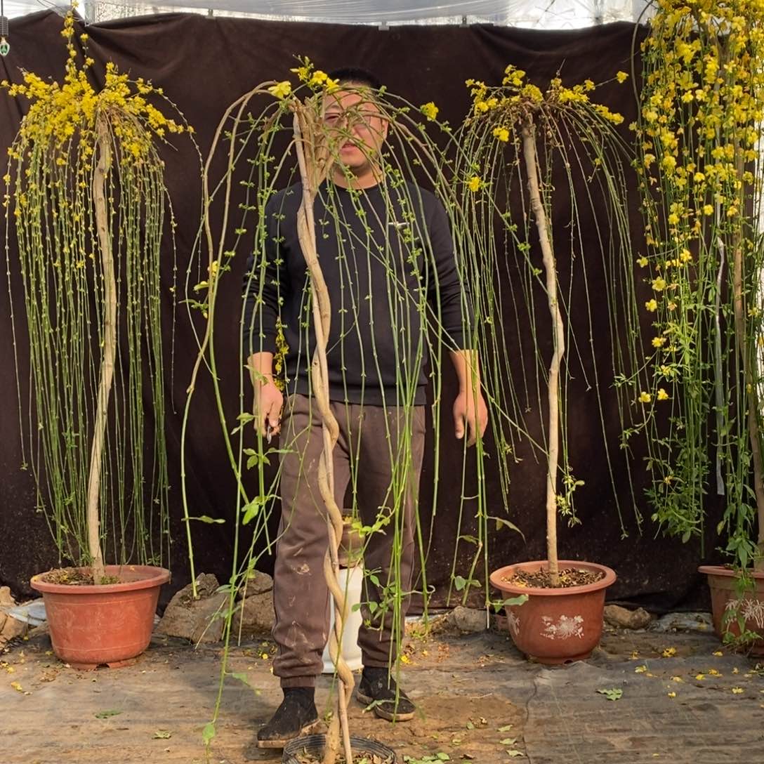 探春花，一物一拍