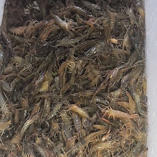 石台小李代购河虾1斤