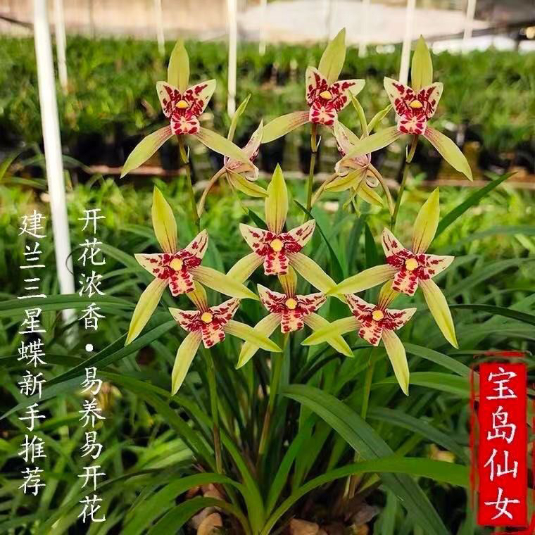 建兰兰花苗 三星蝶奇花宝岛仙女浓香绿植盆栽花卉裸根不带盆土