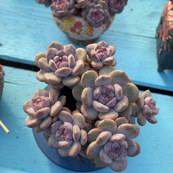 突尼斯星影7头群啊啊啊