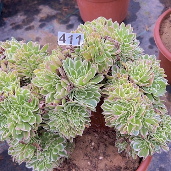 。***，多肉植物一个白凤追