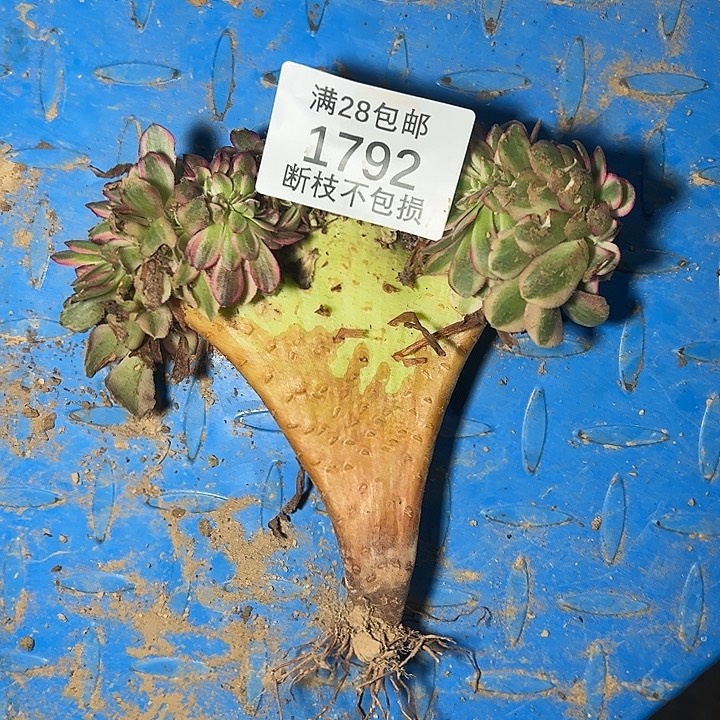 1792荔枝缀多肉植物