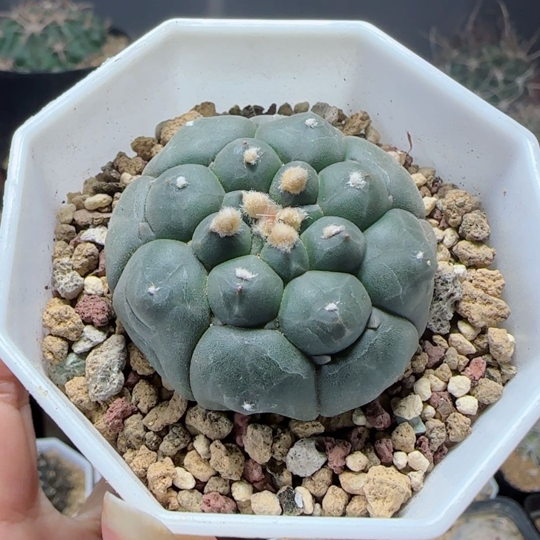 实生龟甲兜多肉4厘米