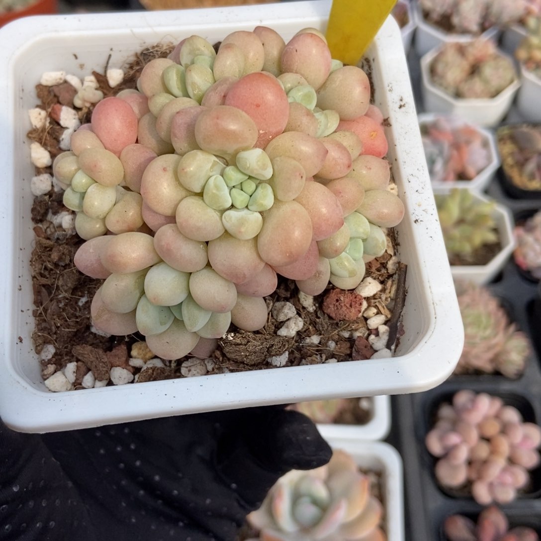 1853洛可可多肉植物保护