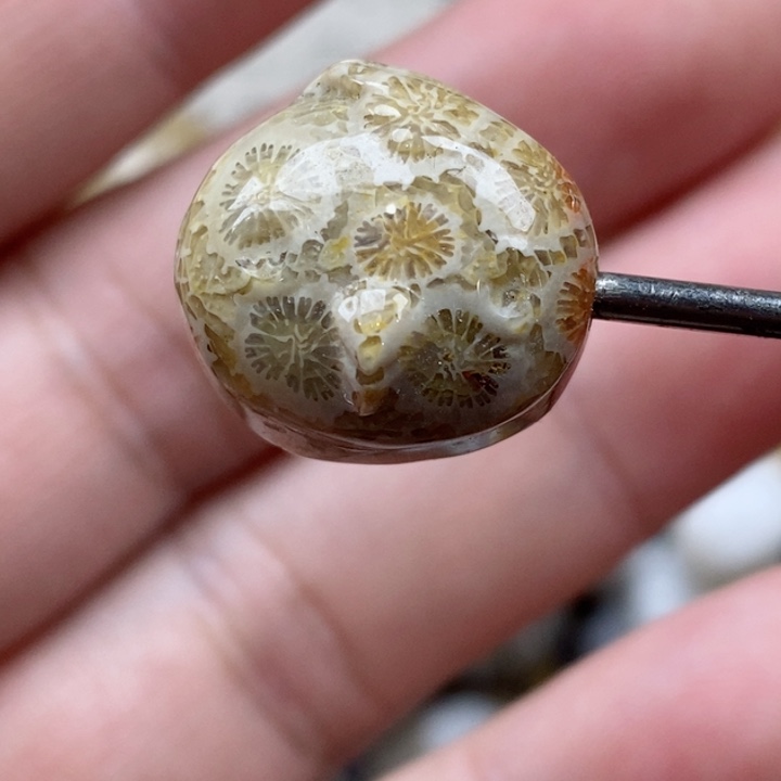 颈饰未镶嵌硅化珊瑚（珊瑚玉）小