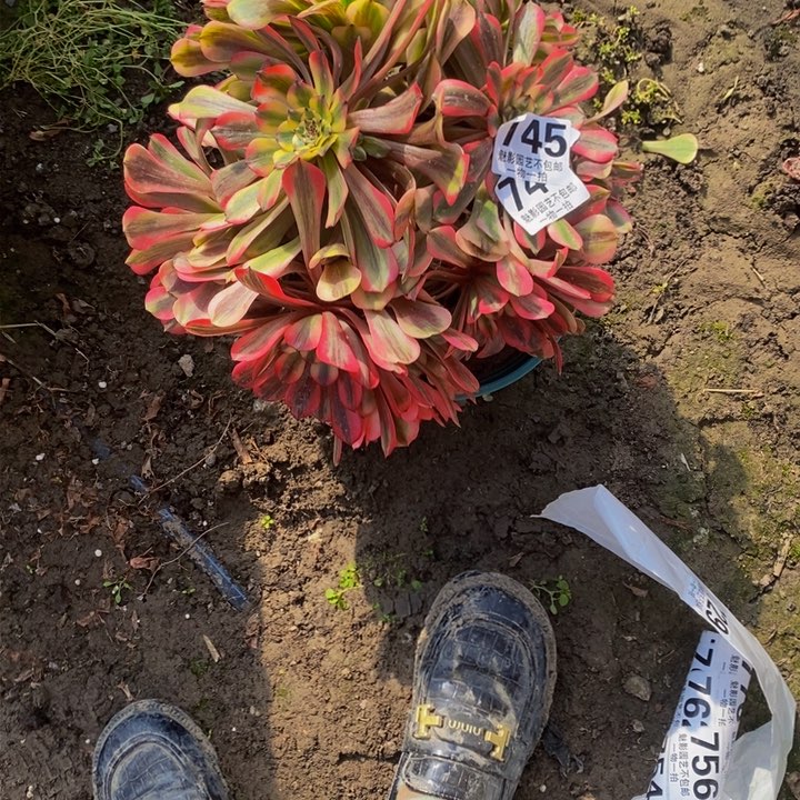 招*喵粉体美几花花27-17花花