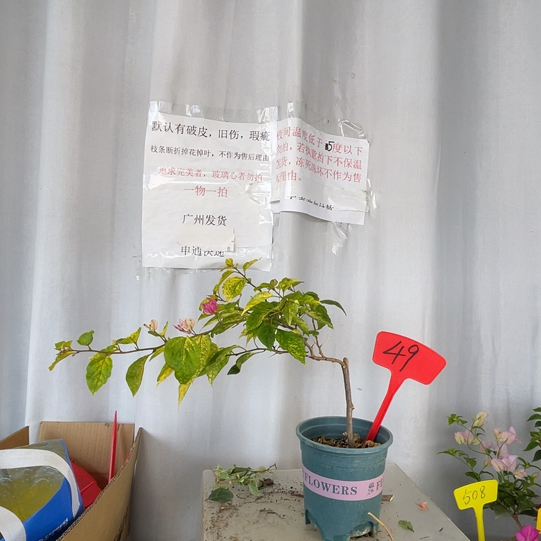 当前无花栽培后可以开花49斑红樱盆苗