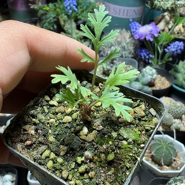 312香叶洋葵带盆发货