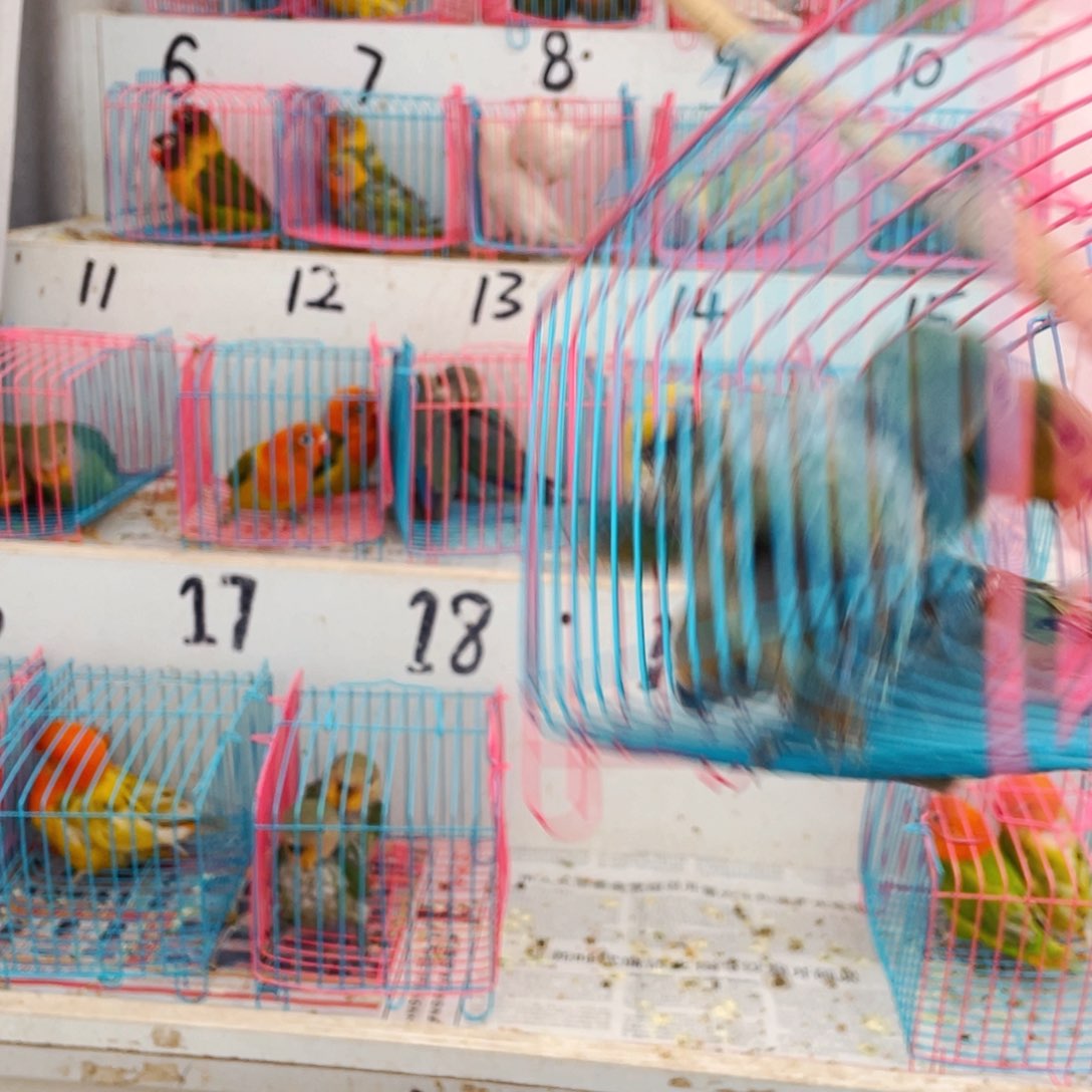 桃脸牡丹鹦鹉老***鸟牡丹