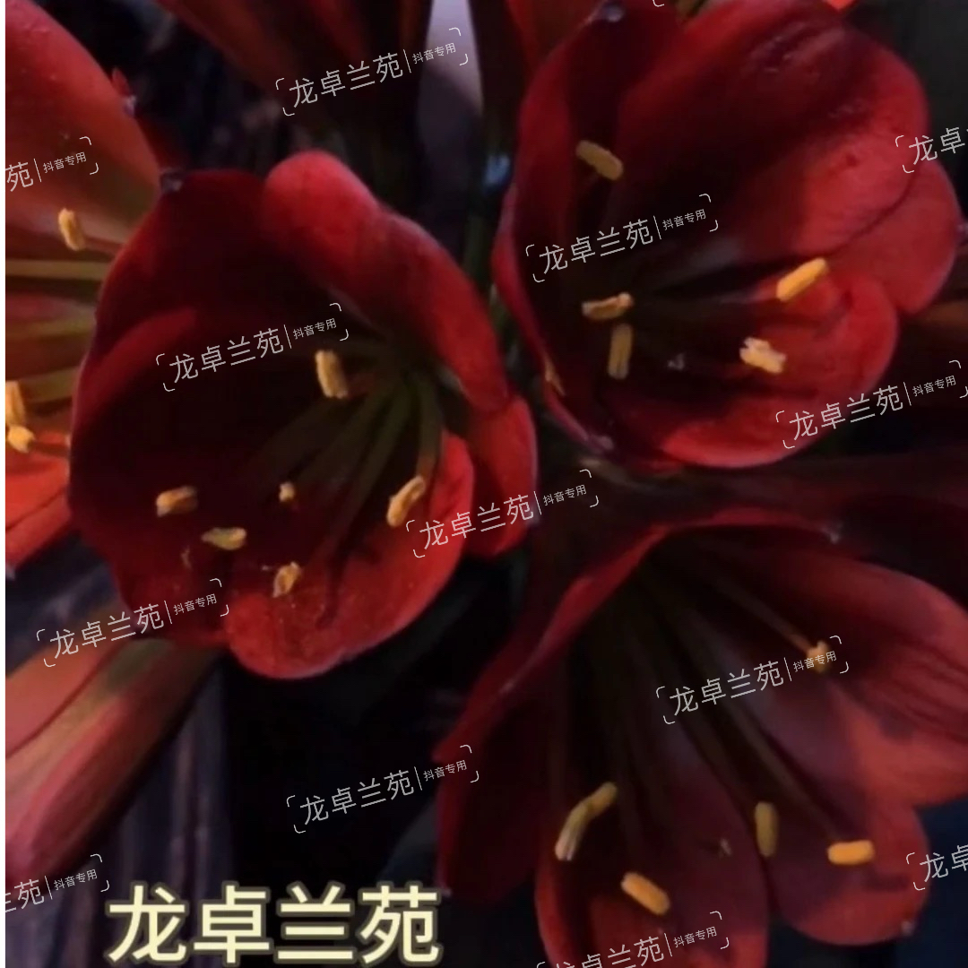 赤黑君子兰异花大花