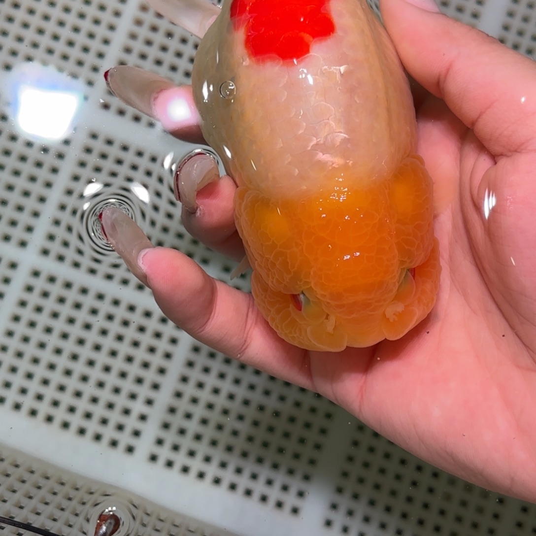 逆****金鱼拍包装包邮，不拍包装运费到付