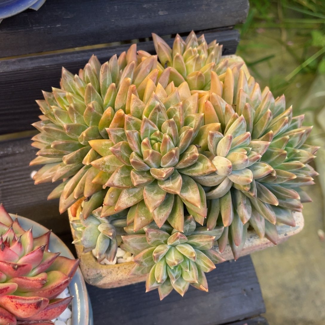 多肉植物盆栽多肉