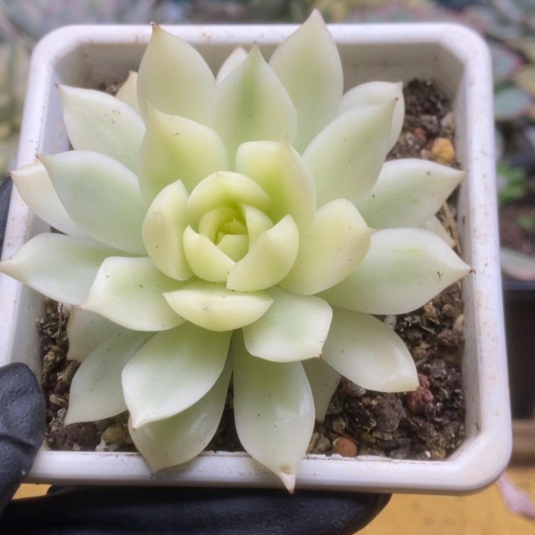 279加勒比海蓝锦锦锦锦