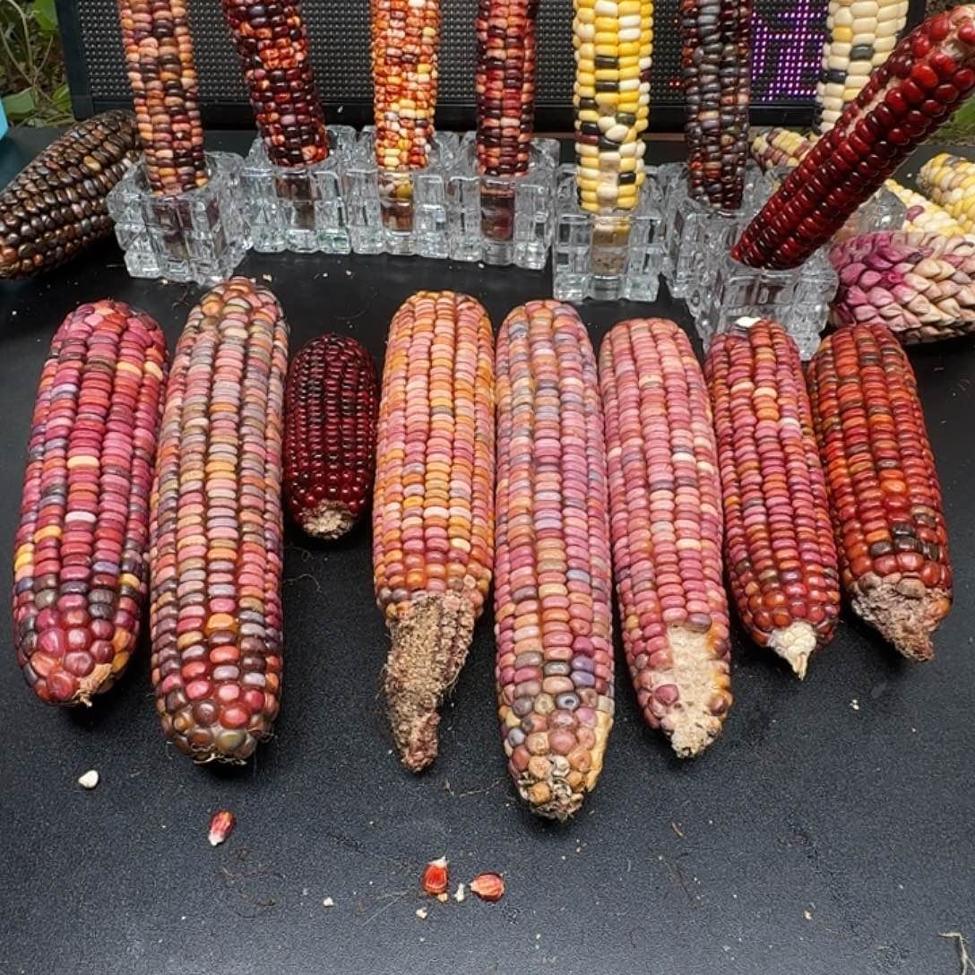 有***好大叶紫檀（黑酸枝木类）