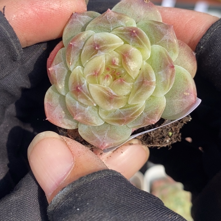 1207-652'糯心魄多肉