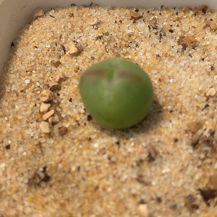 3174桃割娘杂交一颗