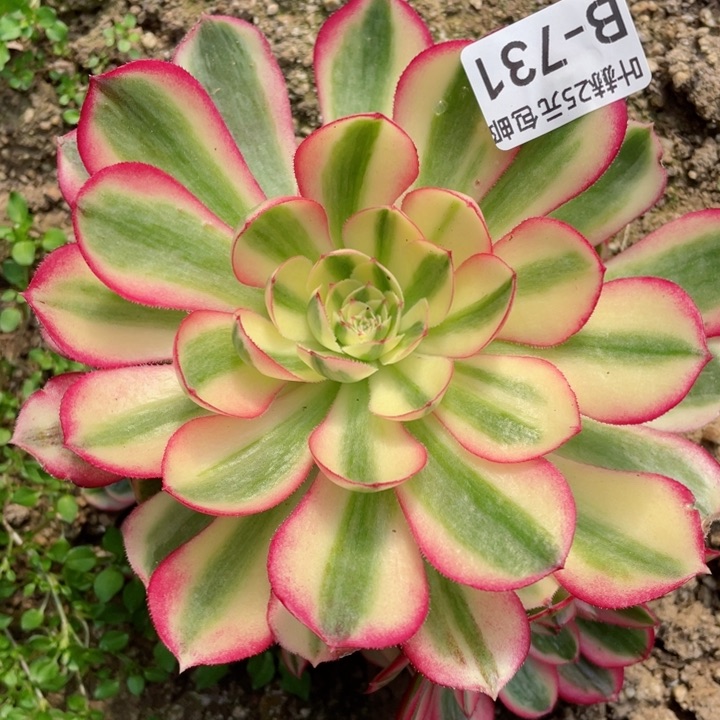 731倾城多肉12345678