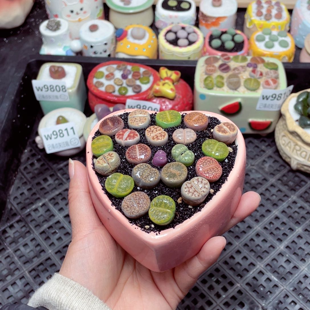 w9815 -零下地区拍保温箱-15支持寄养