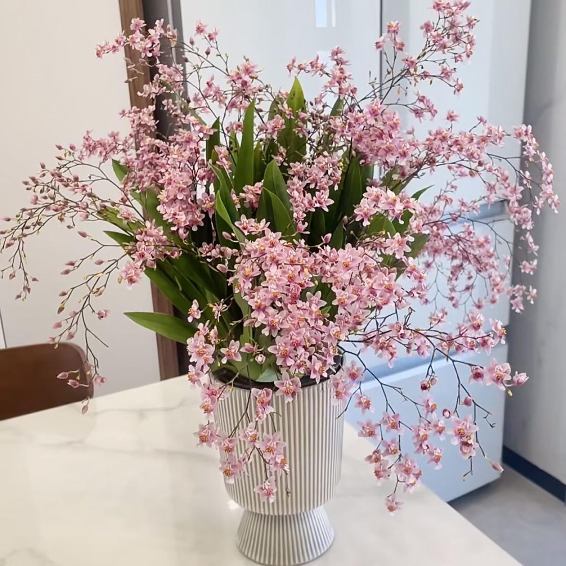 【光宗粉】15支以上 100盆 室内 年宵花 花香浓郁 四季好养