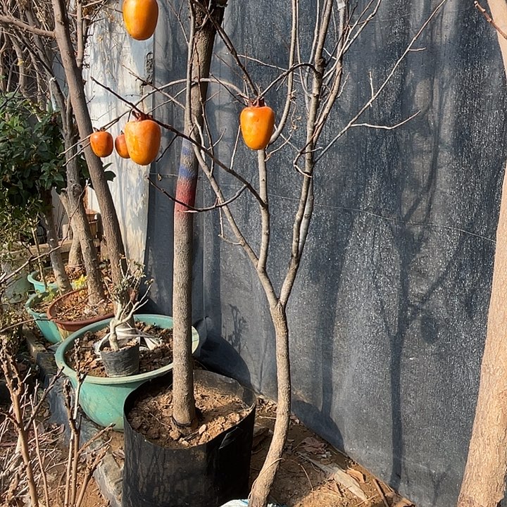 无花朵柿子盆栽，一物一拍