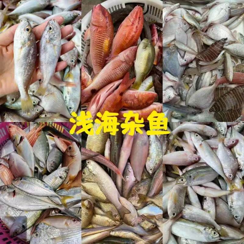 深海野生小杂鱼  野生鳘鱼鲐鲅鱼小黄鱼 多个品种 速冻发货
