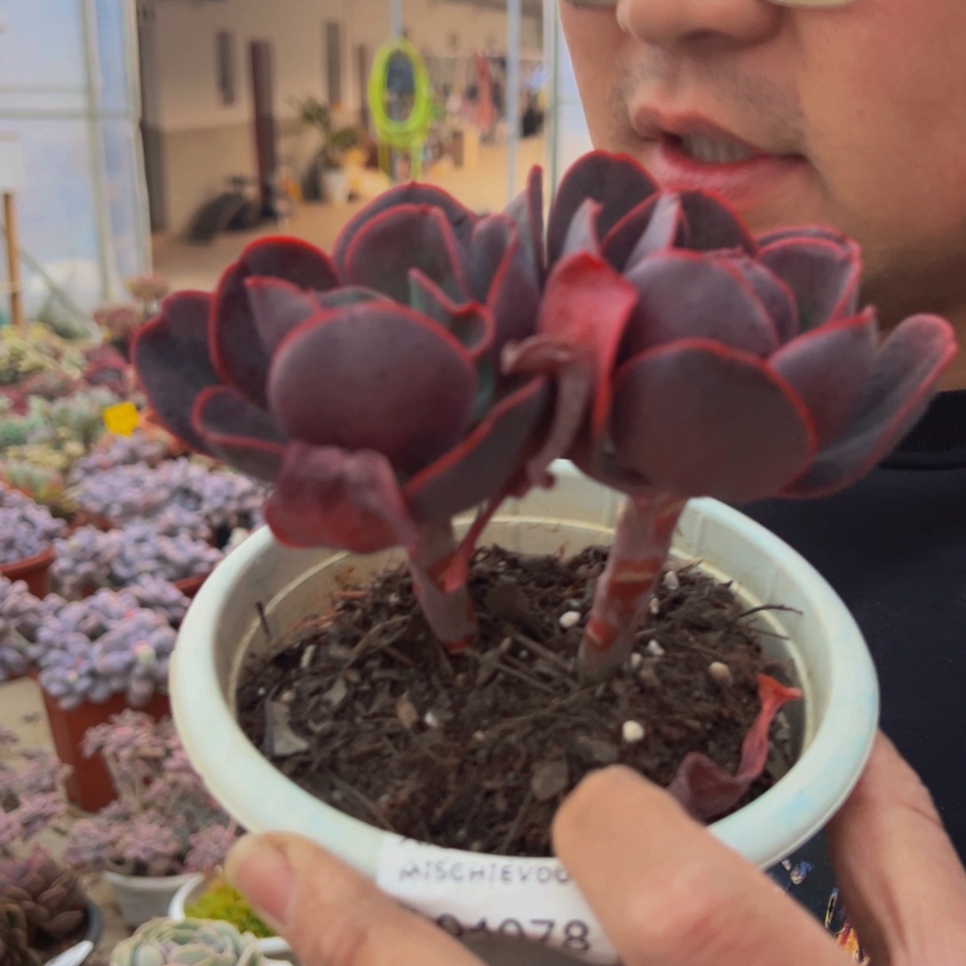 大唐玫瑰双头起发多肉