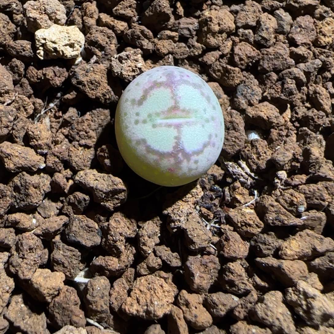 肉锥多肉植物组合-超级绒面猴脸1597