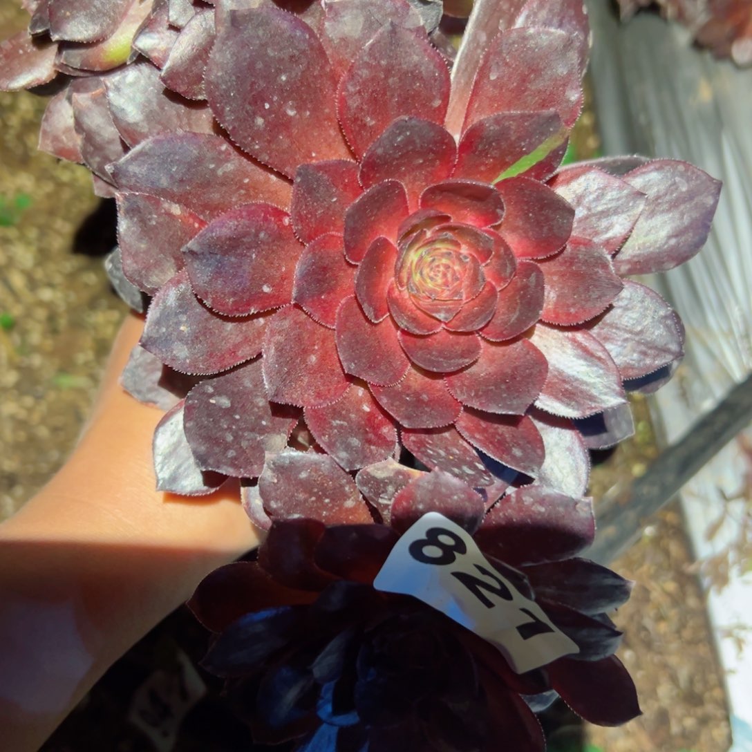 821 号多肉植物法师新年福利