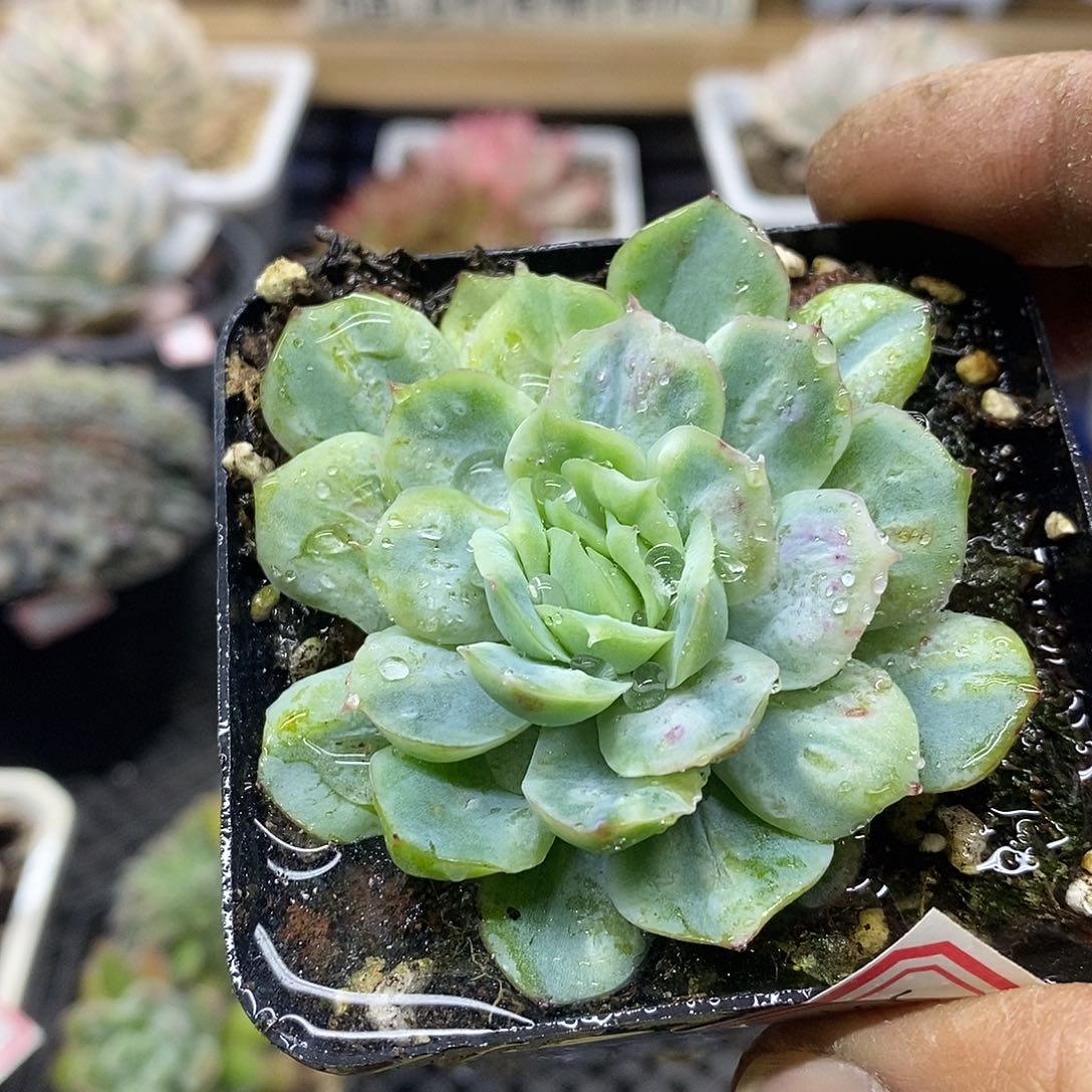 03145 泡泡纱裙多肉