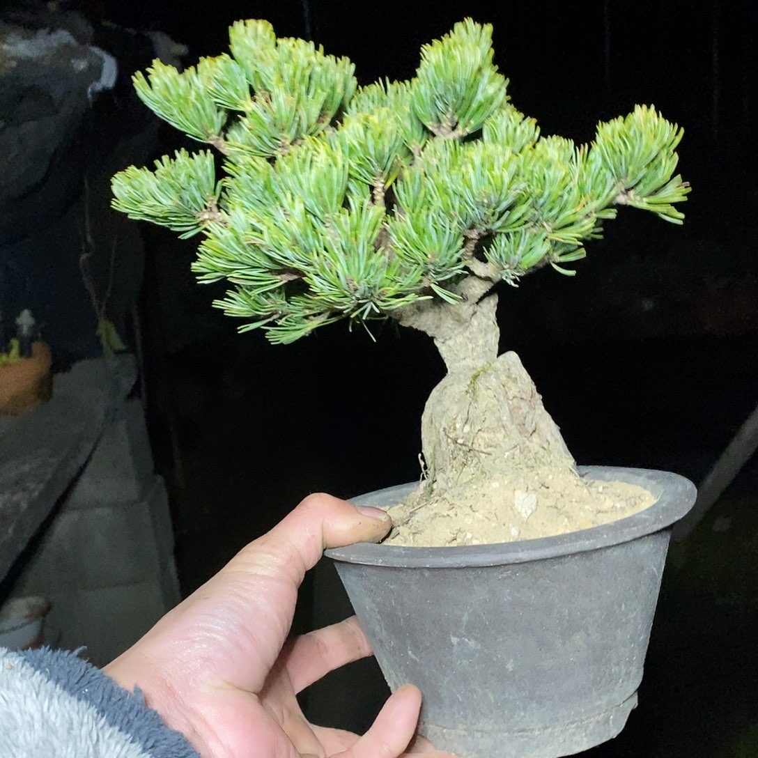 无花朵11114411111