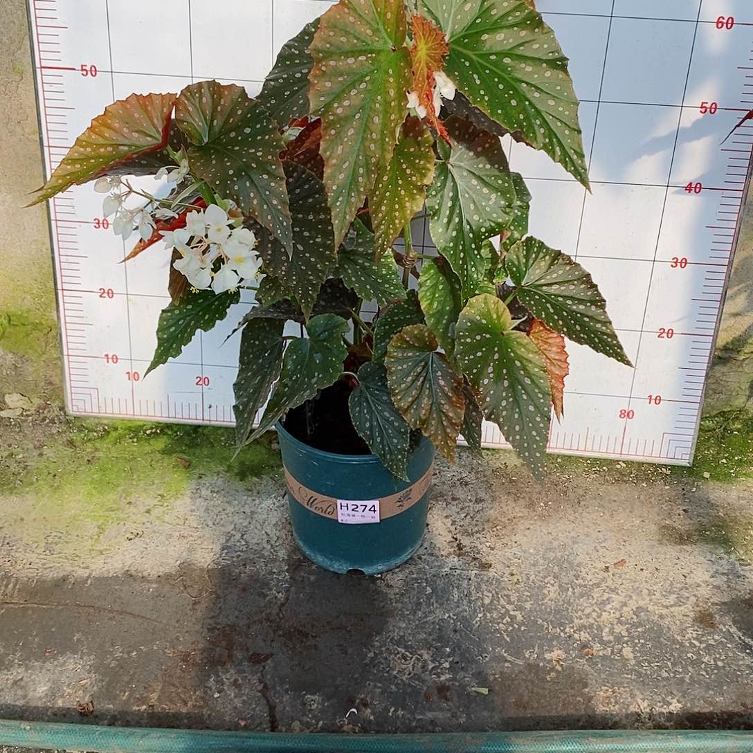 不开花植物一**会秋海棠274