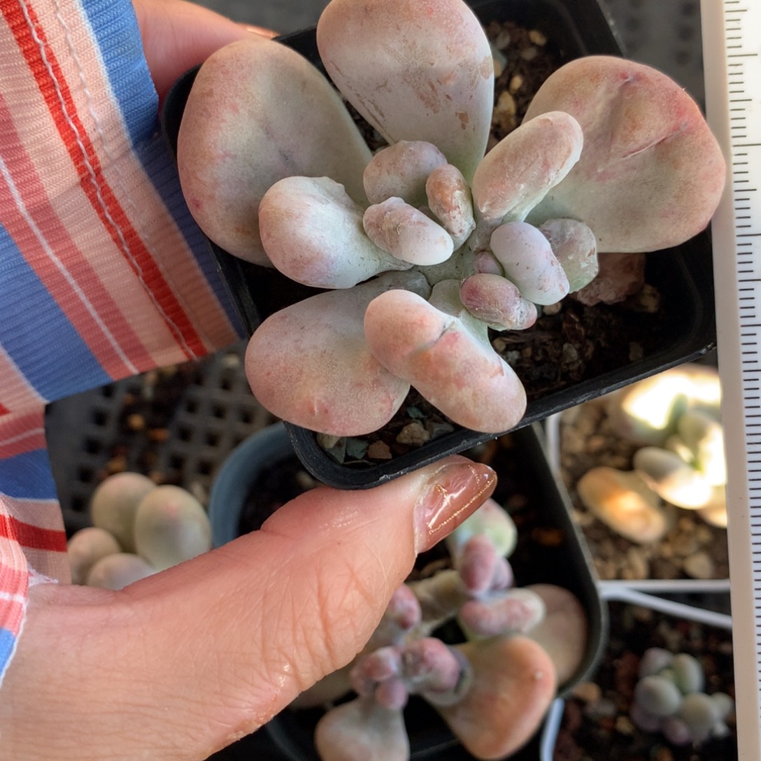 双头黄油油煎奶酪有砍