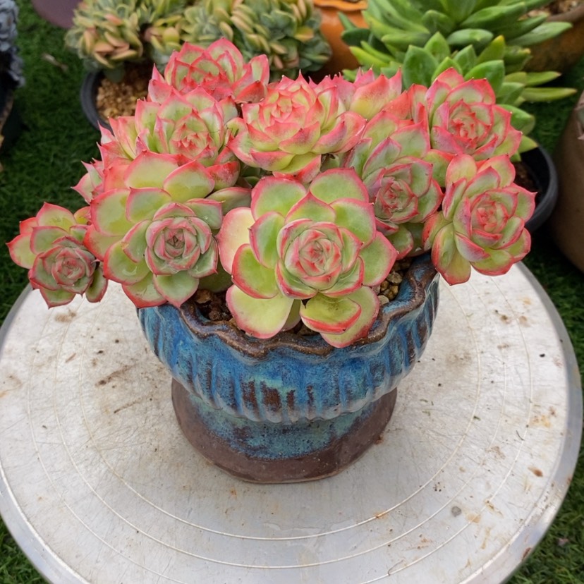 【闪购商品】张*多肉植物