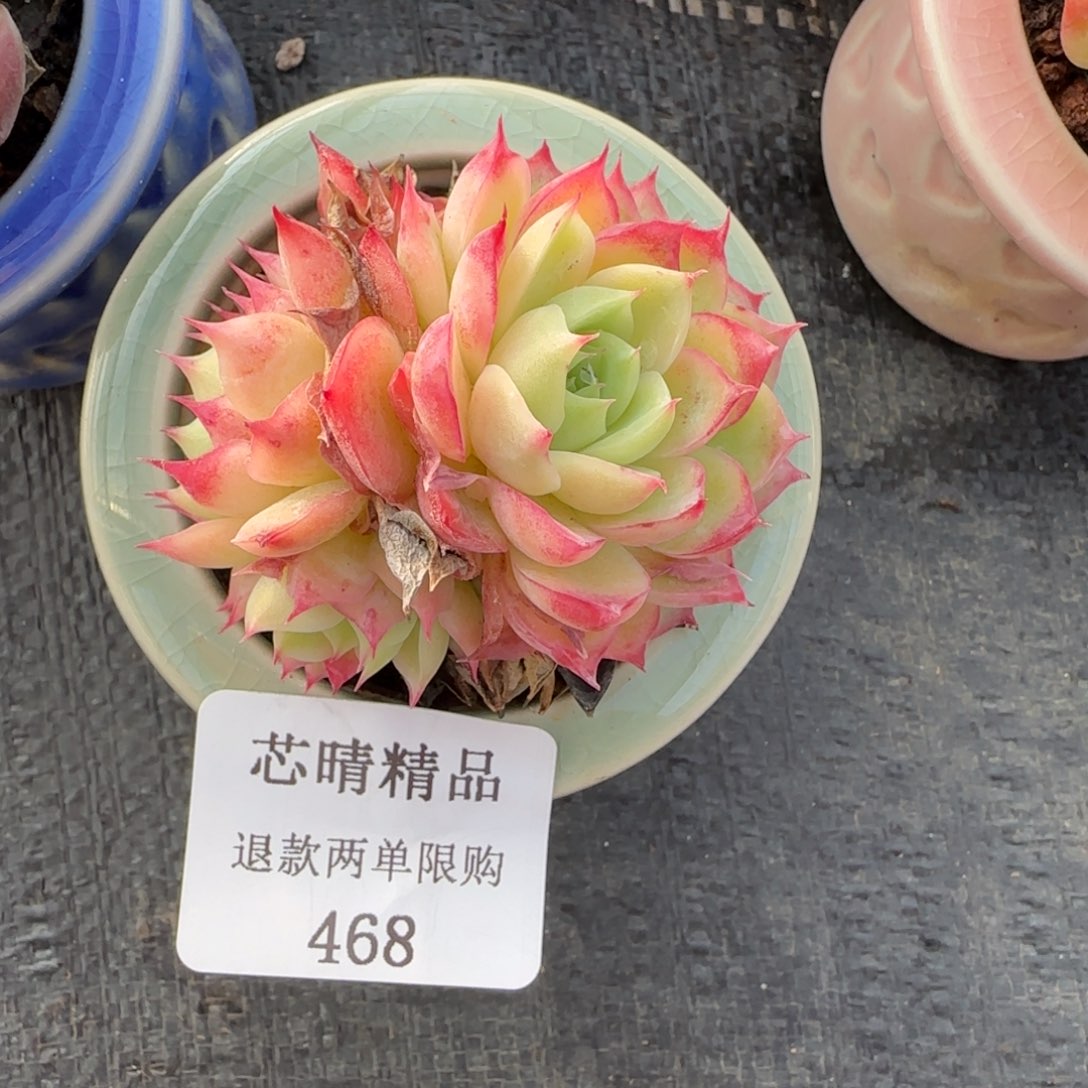 闪购精品多肉468号