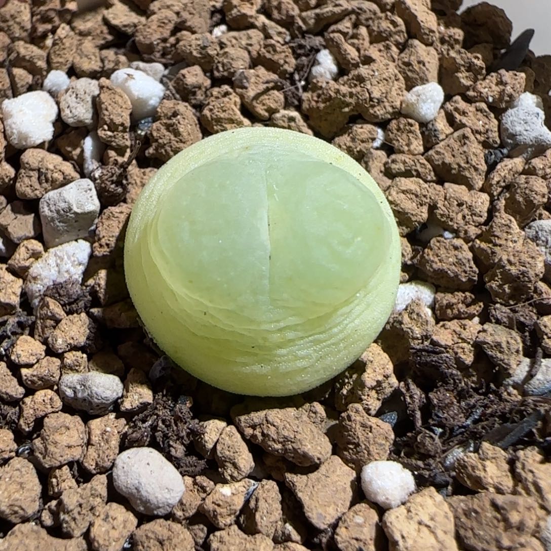 肉锥多肉植物组合-sh1200拉登235