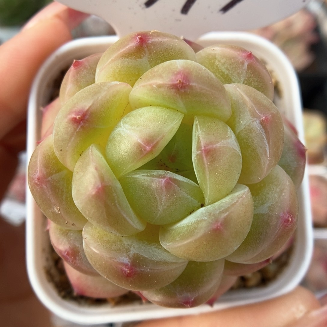 糖心珍妮可拍373号。 