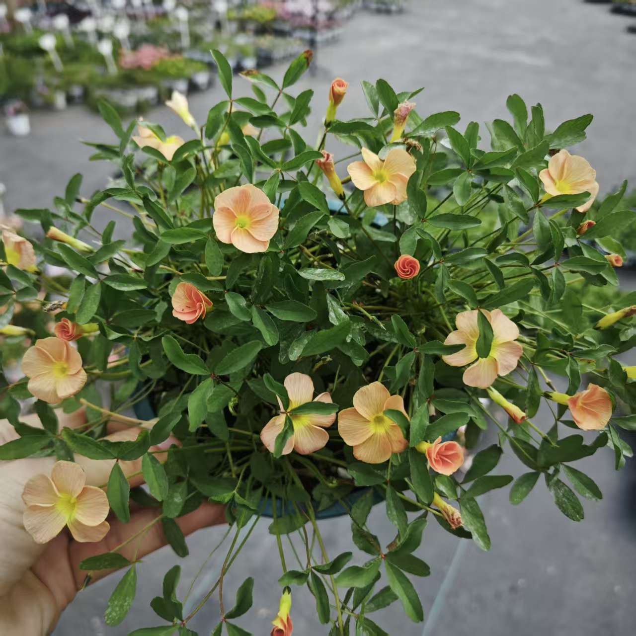 酢浆草 夜皇后 带花发货 14公分盆 有香味晚上也开