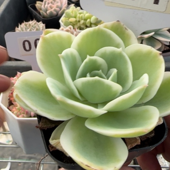 31 一物一拍多肉