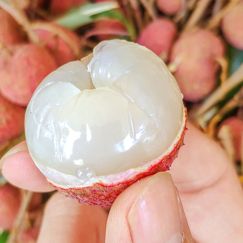 桂味荔枝广西壮族自治区