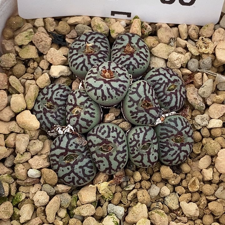 1225-56-开播福利墨。   