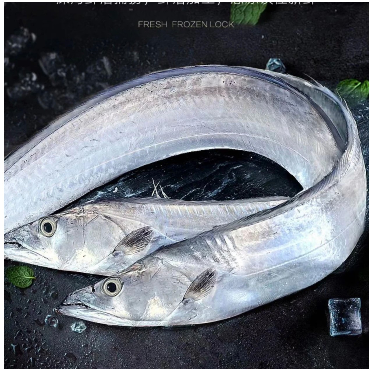 新鲜整条中大规格黄海小眼带鱼 钓带鱼 当天现货（4斤/箱)