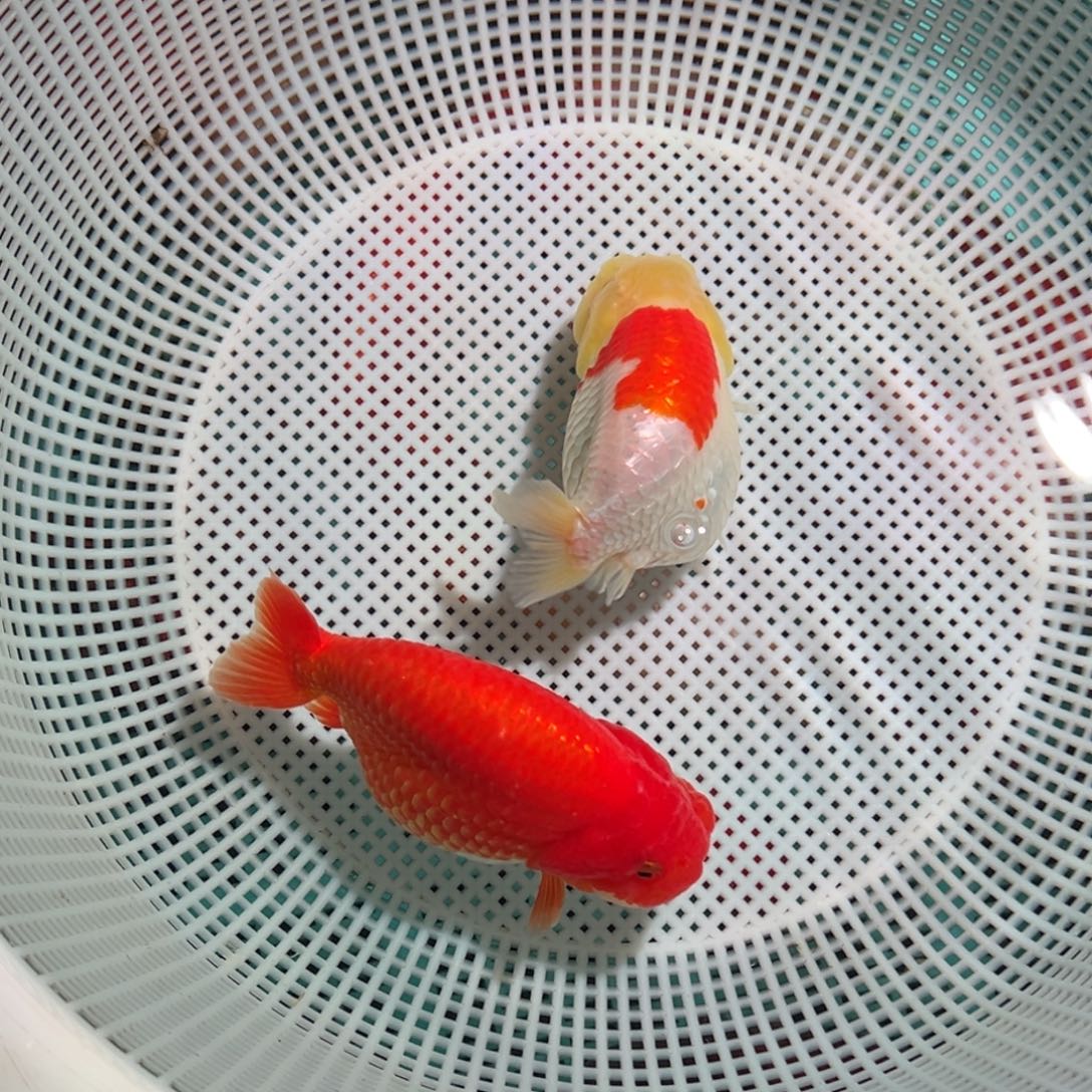 亮***，海水鱼潘氏金鱼兰寿金鱼