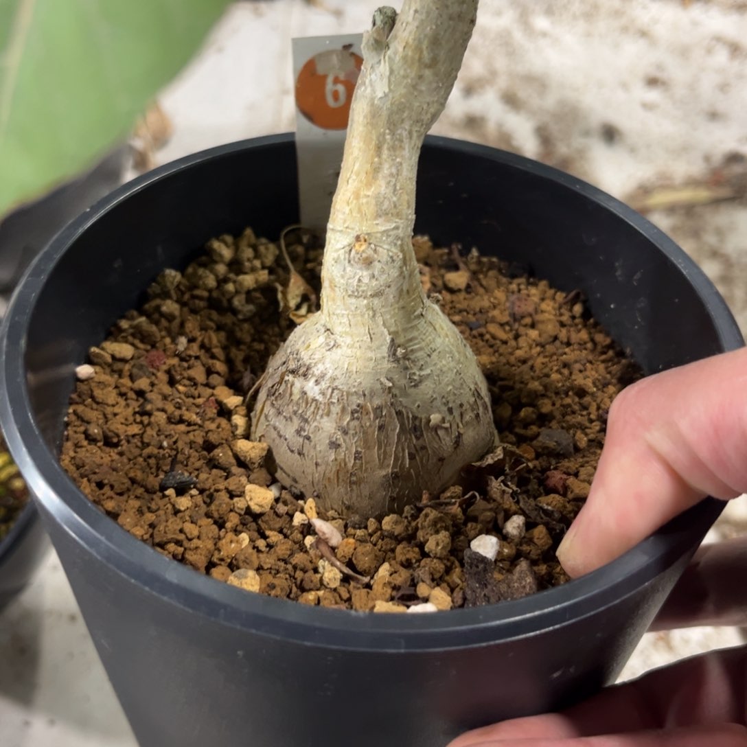 6号红脉榕带盆带土发货