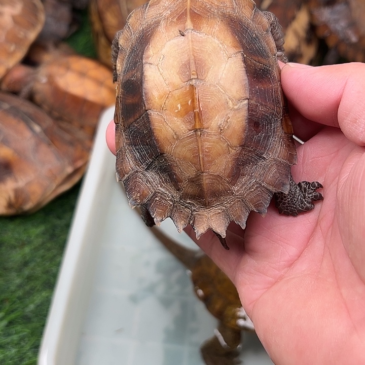 逝***痕绿毛龟母剧院闭壳龟